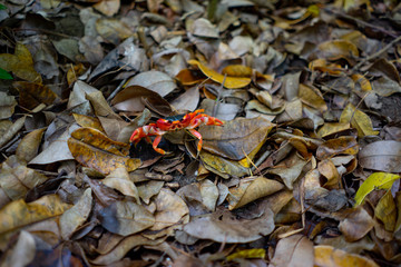 Land crab with bright red color. Photographed in a swamp on the island of Martinique. Natural colors and light.