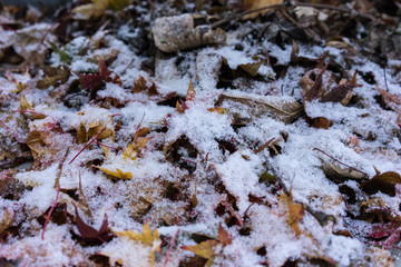 leaves of japanese maple tree covered in snow