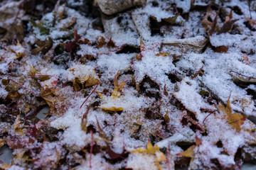 leaves of japanese maple tree covered in snow