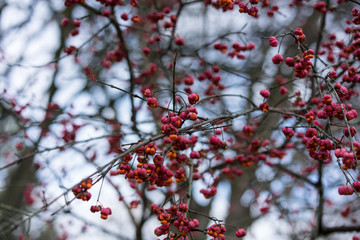 red berry plant close up in winter