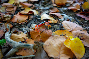 Land crab with bright red color. Photographed in a swamp on the island of Martinique. Natural colors and light.