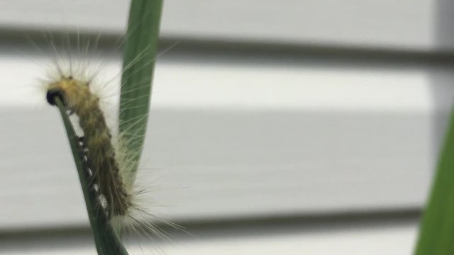 American Dagger Moth Caterpillar eating leaves on a windy day in ontario
