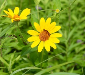 The bright yellow wildflower in the green grass. 