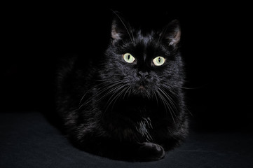 Postcard for Halloween: portrait of a black cat