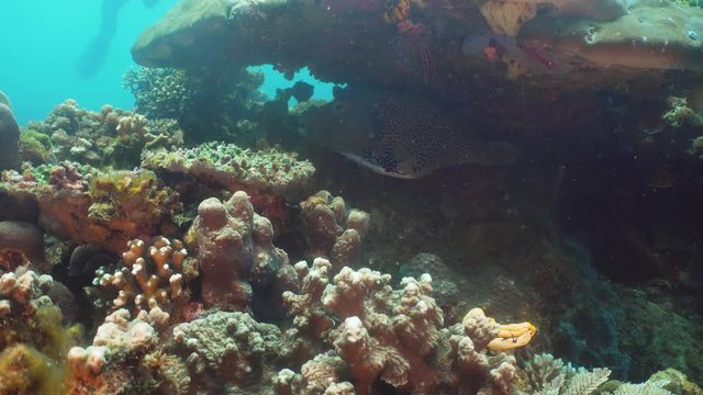 Fish and coral reef at diving. Wonderful and beautiful underwater world with corals and tropical fish. Hard and soft corals. Philippines, Mindoro. Diving and snorkeling in the tropical sea. Travel