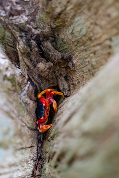 Land crab with bright red color. Photographed in a swamp on the island of Martinique. Natural colors and light.