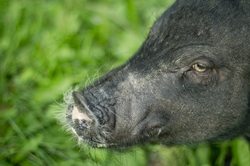 Mini pig walks on the grass. 2019-the year of the earth pig.