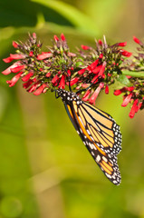 Front, view, macro of a monarch butterfly, collecting pollen from red flower blooms on a sunny, summer day 