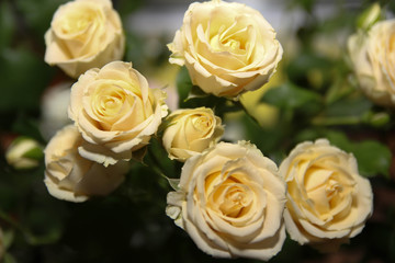 Obraz premium Soft color Roses background. Colorful bouquet of flowers 