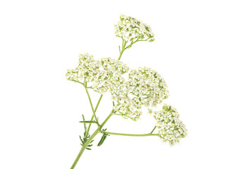 White yarrow flowers with stem isolated on white background © domnitsky
