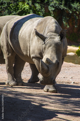 Rhinoceros 5.2 download free pc