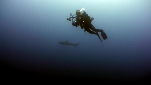 Diver camera operator making a video of the shark in ocean Galapagos. Amazing life of tropical nature world in blue water. Scuba diving and dangerous extreme tourism.