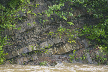 Mountain stream with stony bottom and green shores in the Ukrainian Carpathians