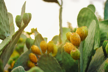 Sabres, fruits of Opuntia ficus-indica (species of cactus) , also called as Indian fig opuntia,...
