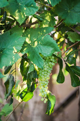 Grapes and Leaves in Sunny Summer Day at Winery - Vineyard 