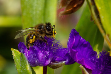 Bee Gathering Pollen From A Purple Ephemere Flower