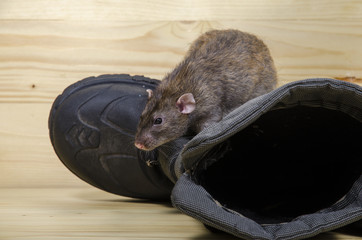 Rat and old boots.