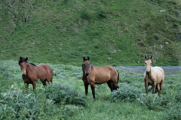 Naklejka na ściany i meble Portrait of three horses in a mountain valley.