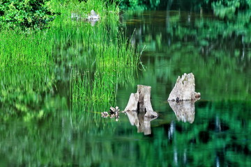 夏の秋山郷　天池