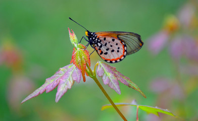 Orange Maple Butterfly 