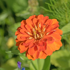 Blühende Zinnie, Zinnia