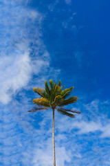 Palm agains sky