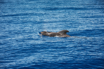 Delfin im Meer, Teneriffa © Michael Eichhammer