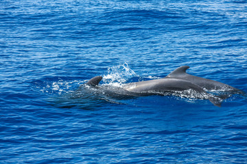 Delfine bei Los Gigantes, Teneriffa