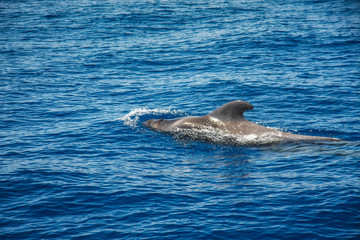 Delfin bei Los Gigantes, Teneriffa © Michael Eichhammer