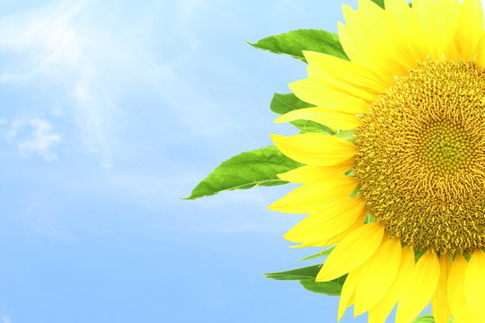 summer blossoming sunflower isolated on sky background