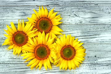 autumn background with sunflowers on a wooden board