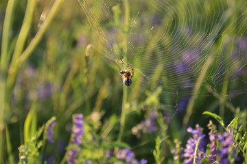 spider in its web
