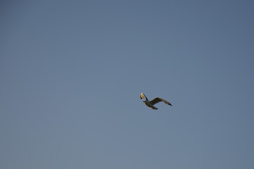 Seagull in flight
