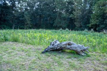 PLANTAS, BOSQUE Y CERRO