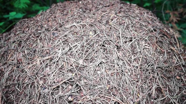 Forest anthill from straw