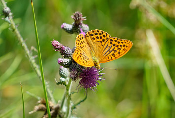 beautiful butterfly closeup