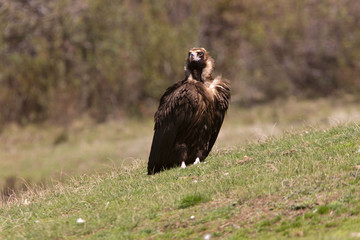 Black vulture. Aegypius monachus