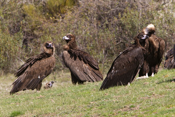 Black vulture. Aegypius monachus