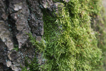 moss on oak bark macro