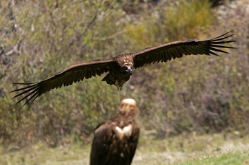 Black vulture. Aegypius monachus