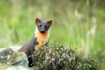 Pine Marten