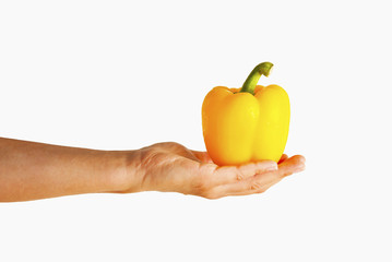 Woman hand Hold Fresh Yellow Bell Pepper. Organic Vegetable for healthy eatting, diet and lifestyle. Isolated on white with copy space.