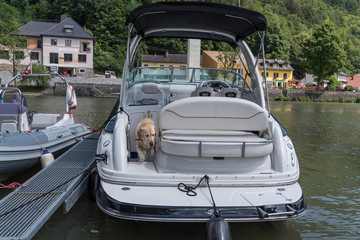 Grosser Hund auf einem Motorboot