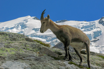 chamois