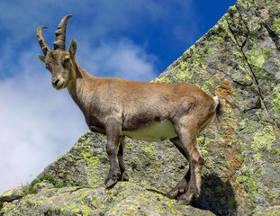 chamois