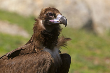 Black vulture. Aegypius monachus