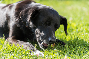 Hund kaut Hundeknochen im Garten - Nahaufnahme
