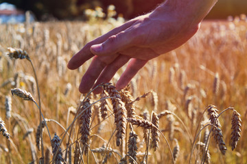 male hand in wheat field