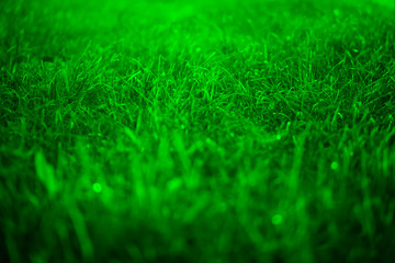 Naklejka premium green grass texture