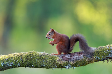 Red Squirrel on Branch